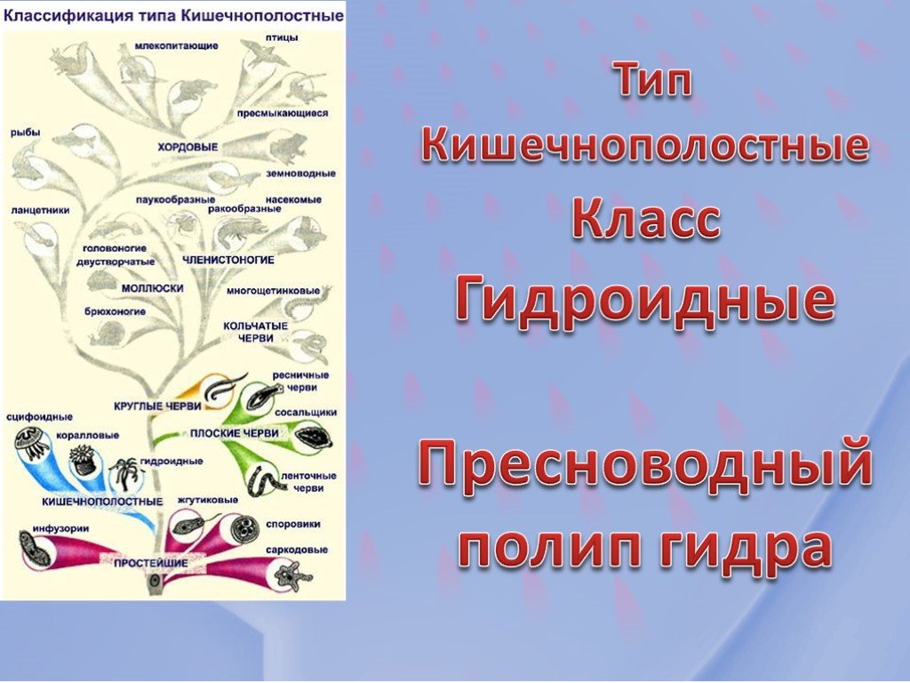 Kra33.cc