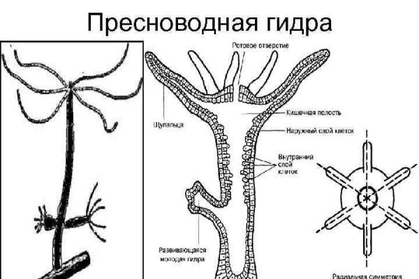 Кракен оригинальные ссылка в тор